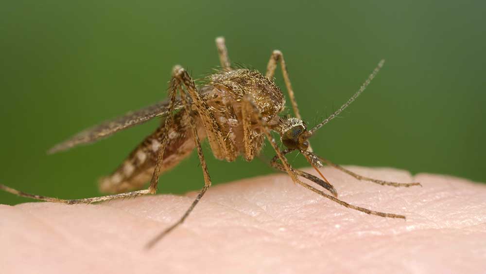 Die Anopheles-Mücke überträgt mit ihrem Stich Malaria