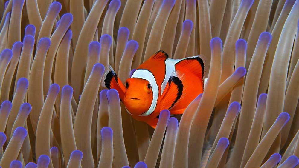 Gar nicht lustig: Auch der Clownfisch zählt zu den gefährdeten Arten