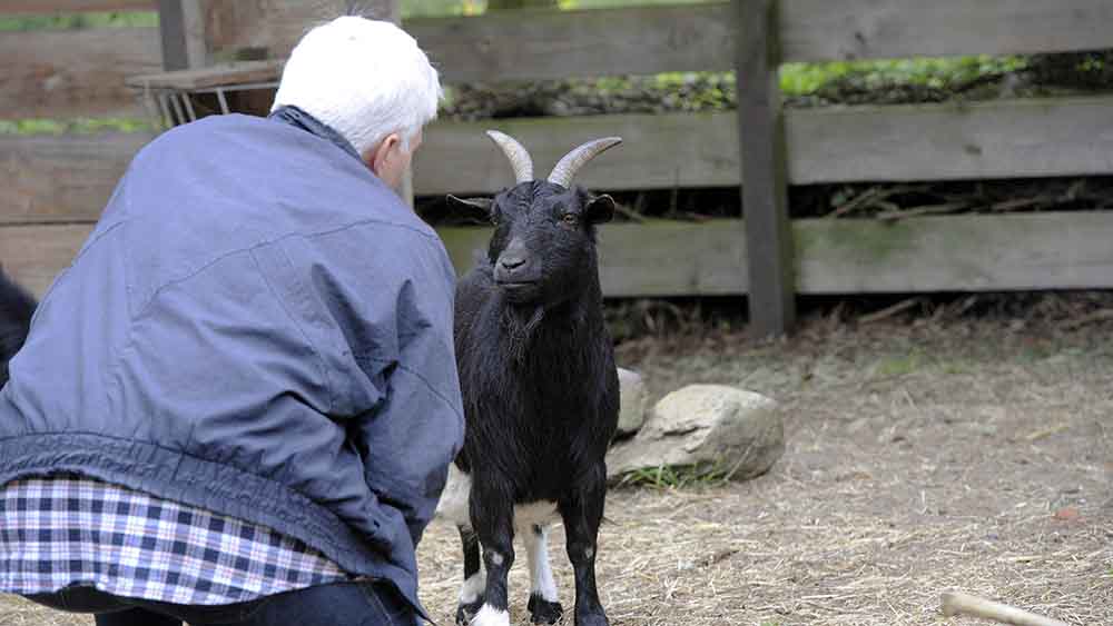 Ziegen sind die einzigen Mitbewohner von Maria Anna Leenen