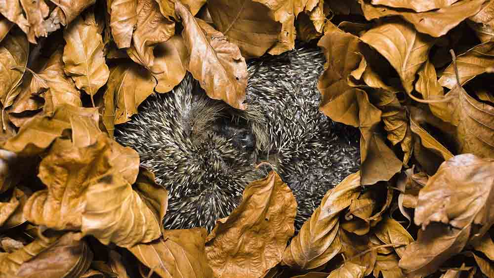 Unter den Blättern ist dieser Igel kaum zu finden
