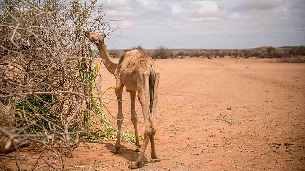 Auch Tiere leiden unter der Dürre im Sudan