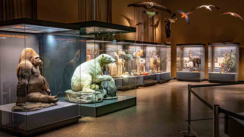 Auch das Berliner Museum für Naturkunde litt 2020 unter der Pandemie
