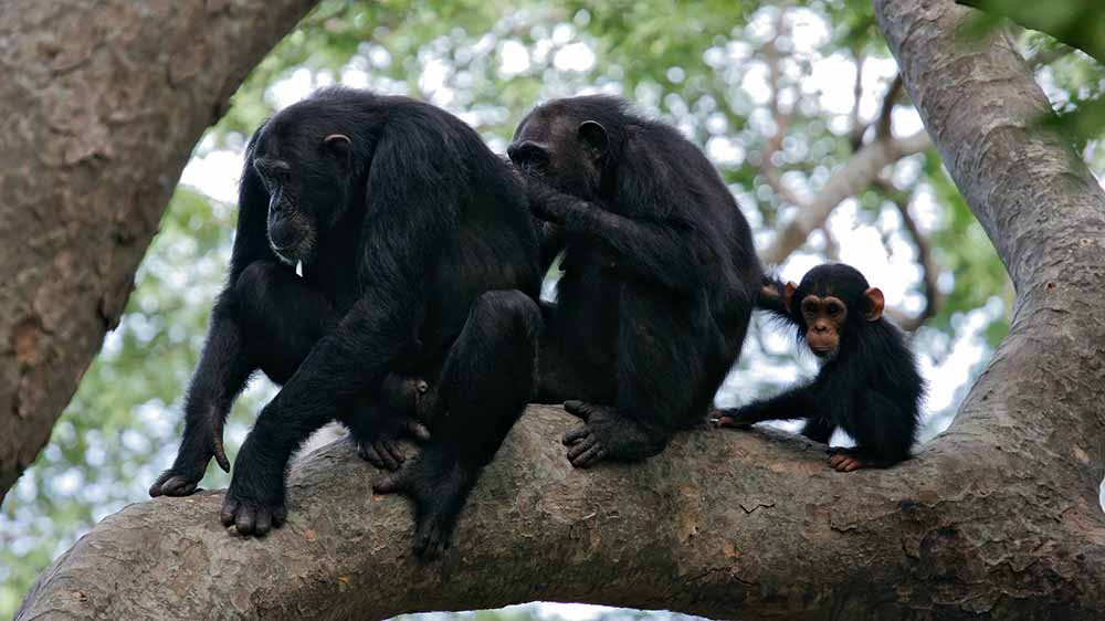 Drei Schimpansen sitzen auf einem Baumstamm
