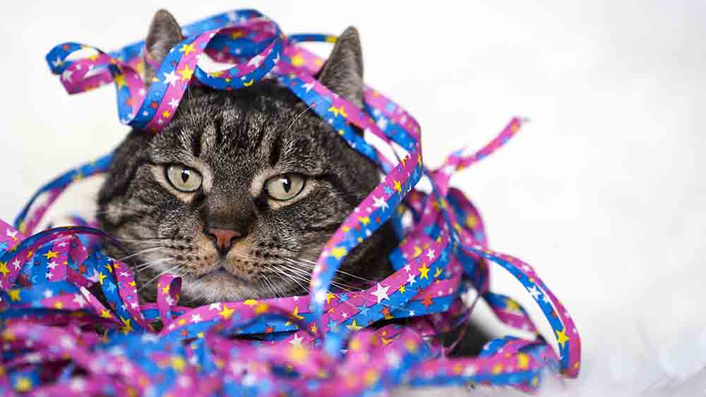 Nicht so lustig, wie es aussieht: Auch Katzen haben zu Silvester Angst