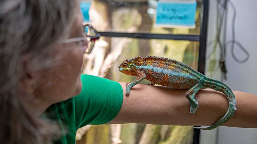 Zutraulich: Chamäleon Django läuft über den Arm von Tierheim-Leiterin Ute Inkmann