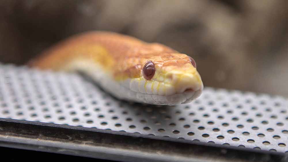 Konrnatter Nugget ist unfreiwilliger Gast im Hamburger Tierheim