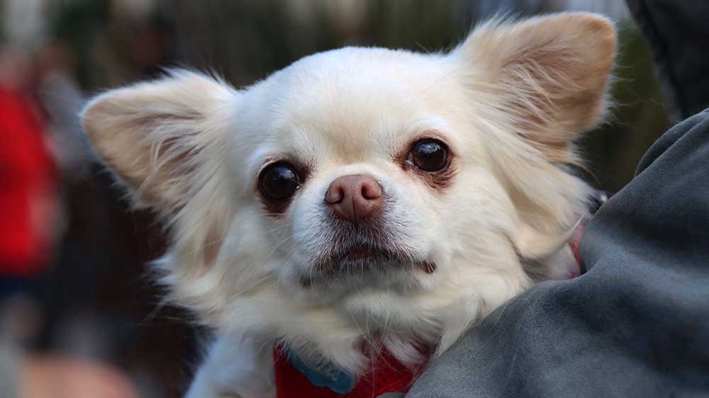 Image - So helfen Tiertafeln Bello & Co