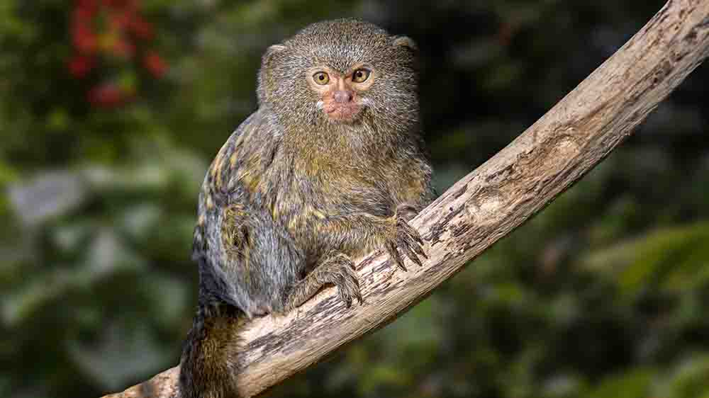 Das Zwergseidenäffchen fühlt sich wohl im kolumbianischen Regendwald – noch