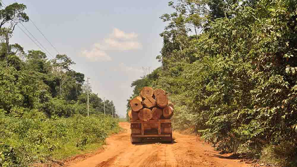 Gegen die Abholzung des Regenwalds will die Bundesregierung vorgehen