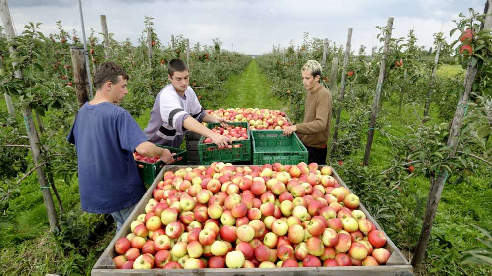 Polnische Saisonarbeiter während der Apfelernte bei Bornheim (NRW)