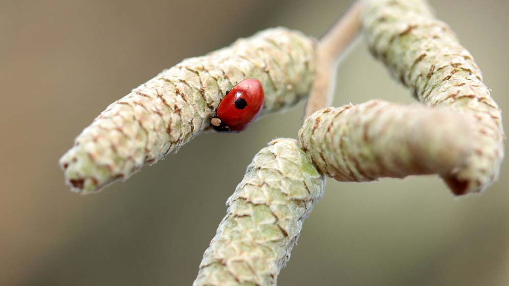 Den Maikäfer mag es freuen, aber die frühe Blüte tut dieser Haselnusspflanze nicht gut