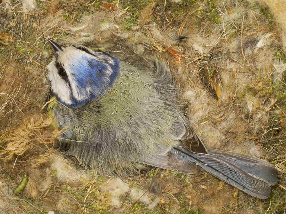 Blaumeise in Bruthöhle