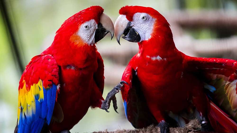 Mehr Geld für den WWF – darüber freuen sich auch diese Beiden