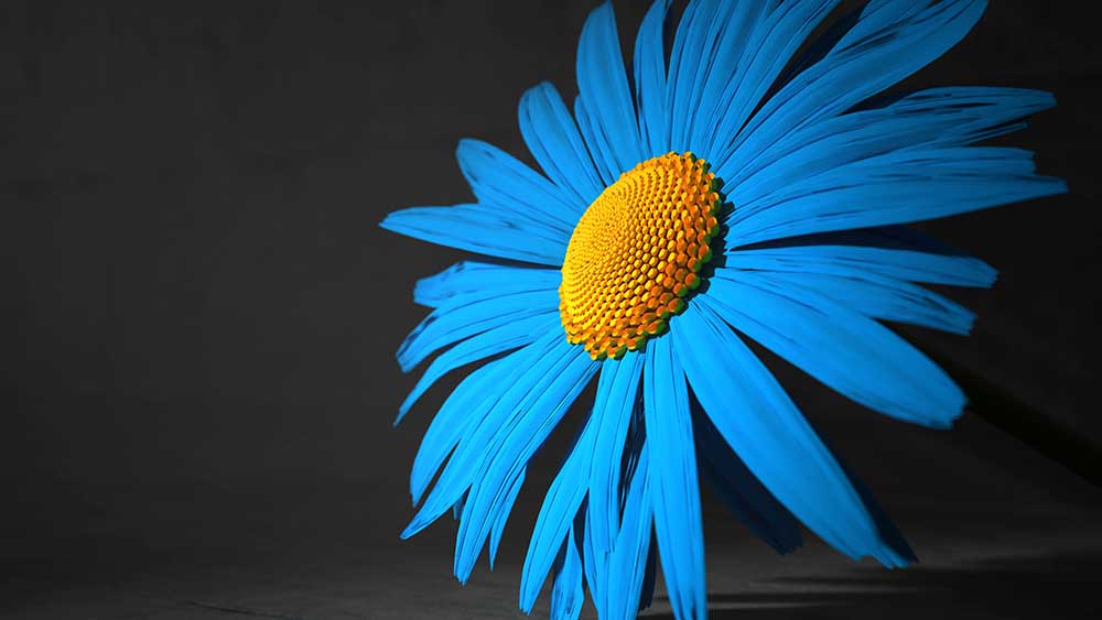 Hier schimmert eine Sonnenblume in den Farben der Ukraine (Montage)