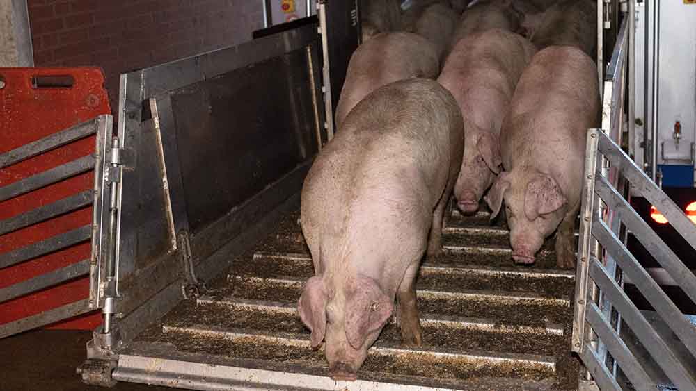 Viele Schweine steigen aus einem Anhänger