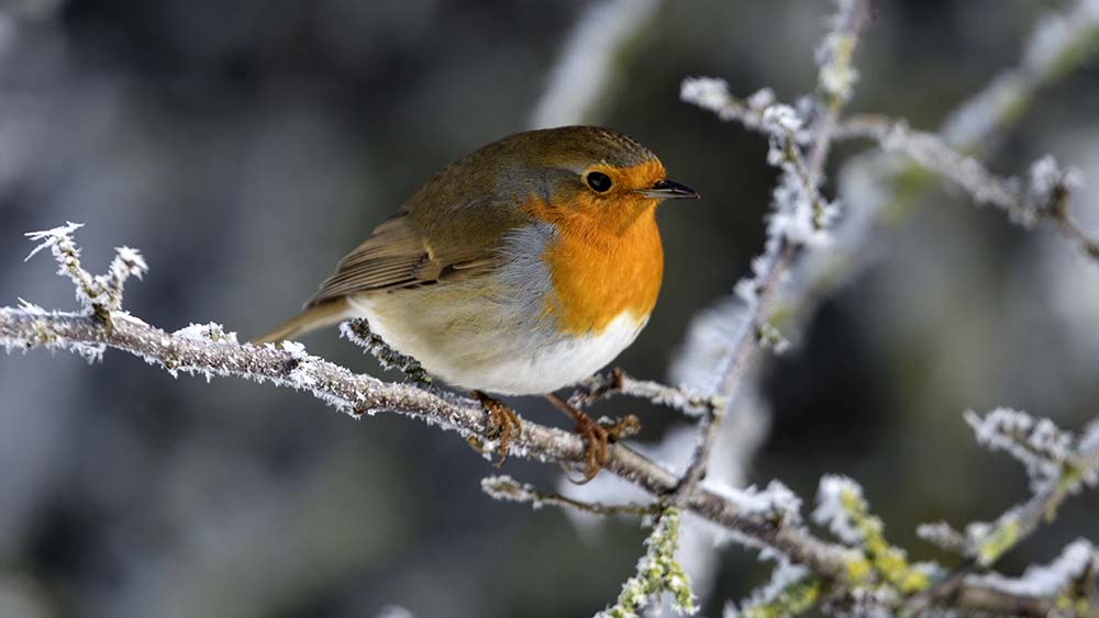Image - Winterliche Vogelzählung gestartet