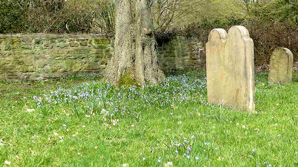 Blaustern (Scilla) auf einem alten Friedhof.