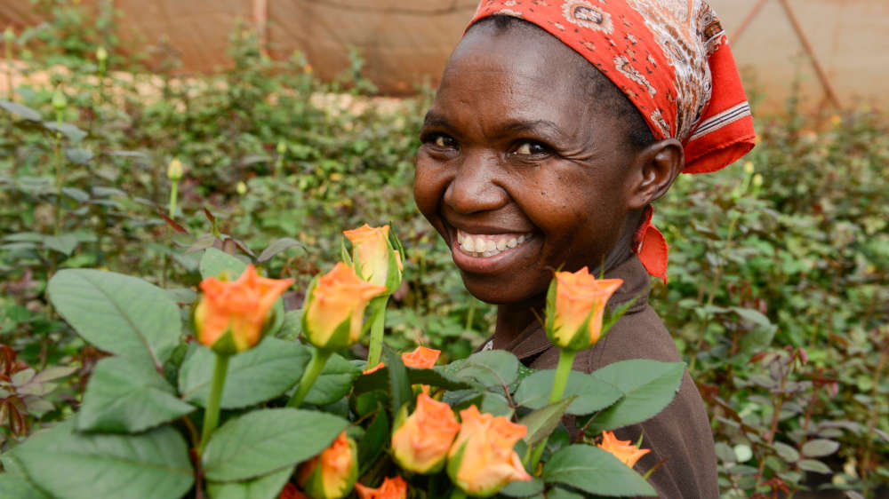 Eine Plückerin auf einer zertifizierten Blumenfarm in Kenia