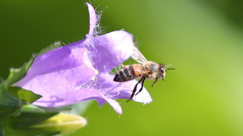 Die Biomasse flugaktiver Insekten in Naturschutzgebieten hat um mehr als 75 Prozent abgenommen