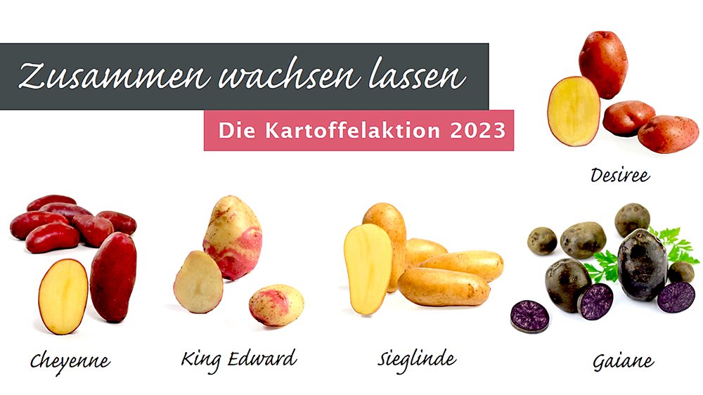 Bunte Vielfalt: die diesjährigen Kartoffelsorten.