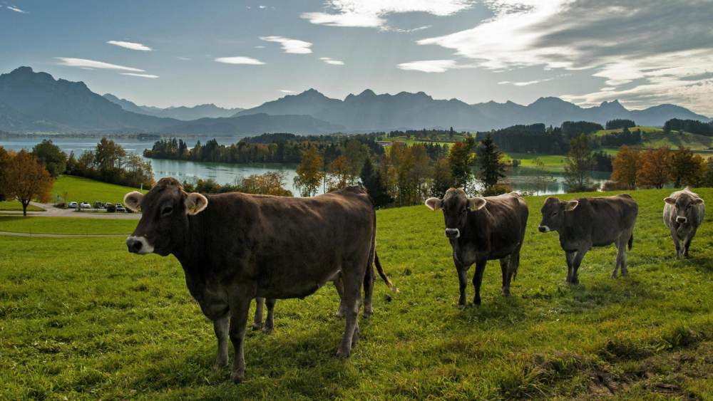 Kühe auf einer Weide oberhalb des Forggensees in Bayern