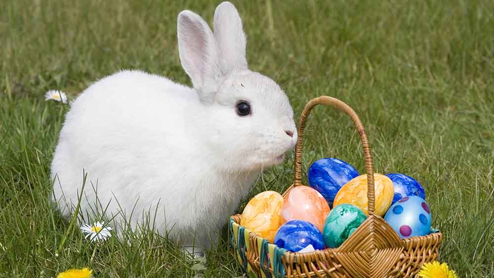 Der Zentralverband der deutschen Geflügelwirtschaft appelliert an Verbraucher, beim Ostereier-Kauf genau hinzuschauen