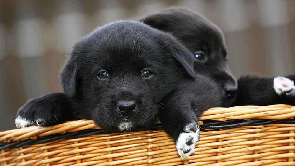 Diese beiden Labrador-Welpen dürften ihre Besitzer ein Leben lang erfreuen