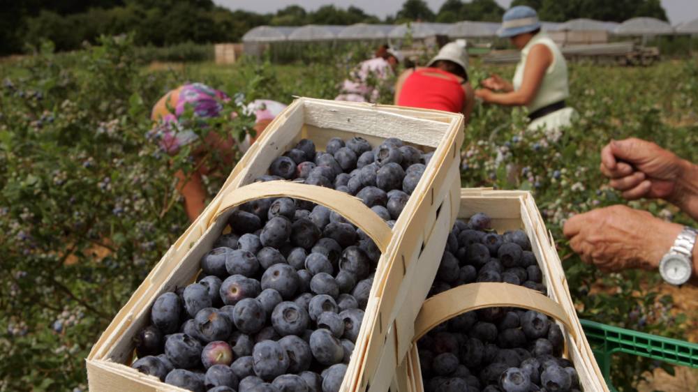 Image - Hitze und Dürre drücken Ernte von Strauchbeeren