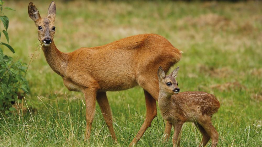 Für viele ist Felix Saltens „Bambi“ ein Anti-Jagd-Klassiker