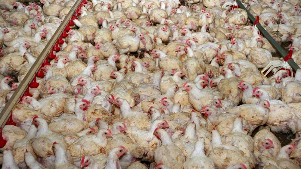 Hunderte Masthähnchen in der Intensivhaltung