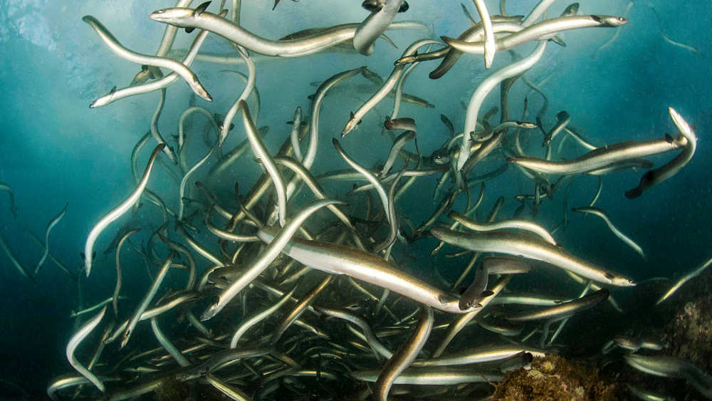 Ab kommenden Herbst gilt die EU-rechtlich vorgeschriebene Schonzeit für Aale in den deutschen Meeresgewässern