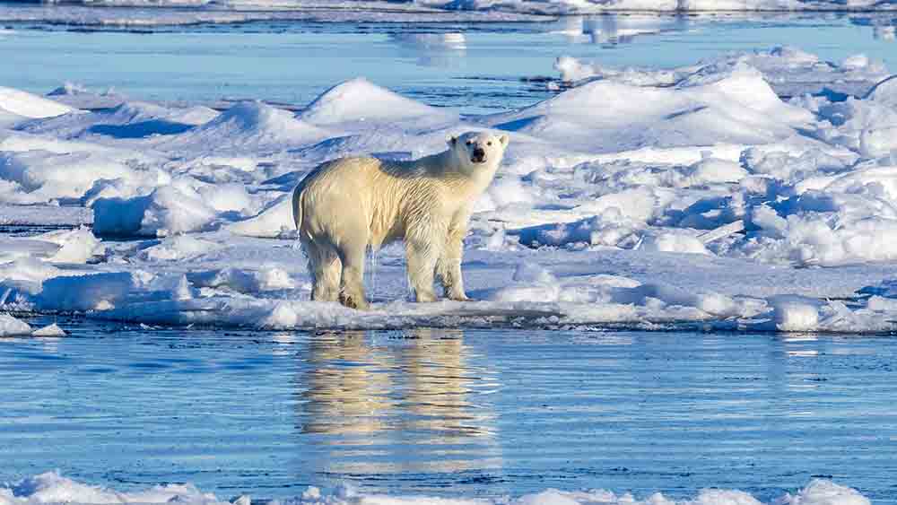 Nicht nur den Eisbären macht der Klimawandel zu schaffen