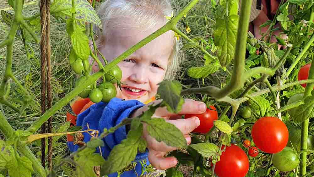 Beim Besuch eines Bio-Bauernhofs sichert sich Lenn (3) aus Bremen eine Tomate