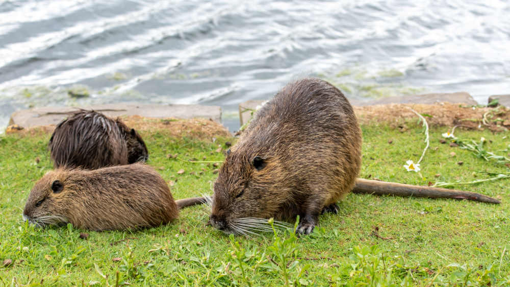 Nutrias mit Jungtieren am Wasser in der Bonner Rheinaue