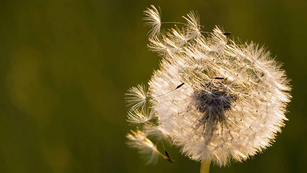 Image - Zehn Initiativen erhalten Preis für nachhaltige Entwicklung
