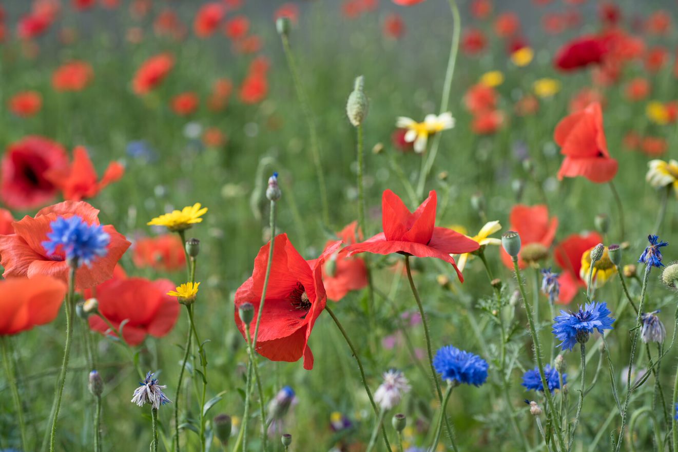 Volle Blüte auf der Wildblumenwiese in Röhrenbach (Baden-Württemberg)