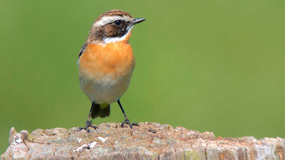 Braunkehlchen befinden sich derzeit auf dem Rückflug aus ihrem Winterquartier südlich der Sahara nach Mitteleuropa