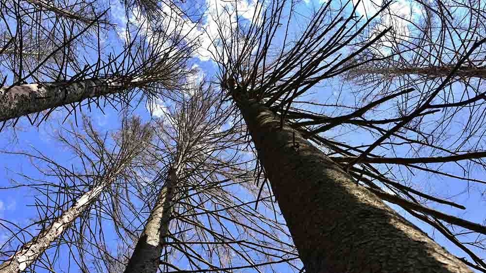 Image - Wälder der Bundesstiftung Umwelt werden zur “Wildnis von morgen”