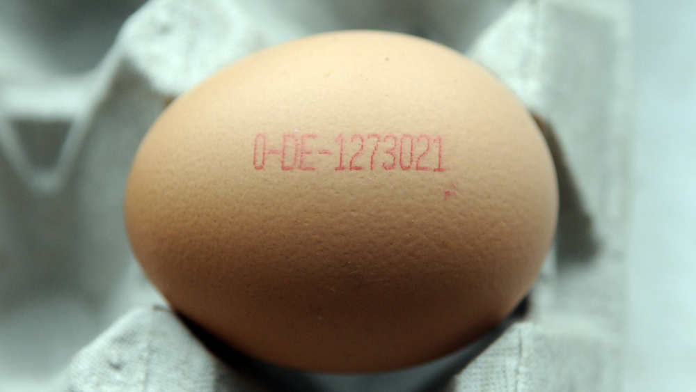 Image - Die meisten Eier in Deutschland kommen aus Bodenhaltung