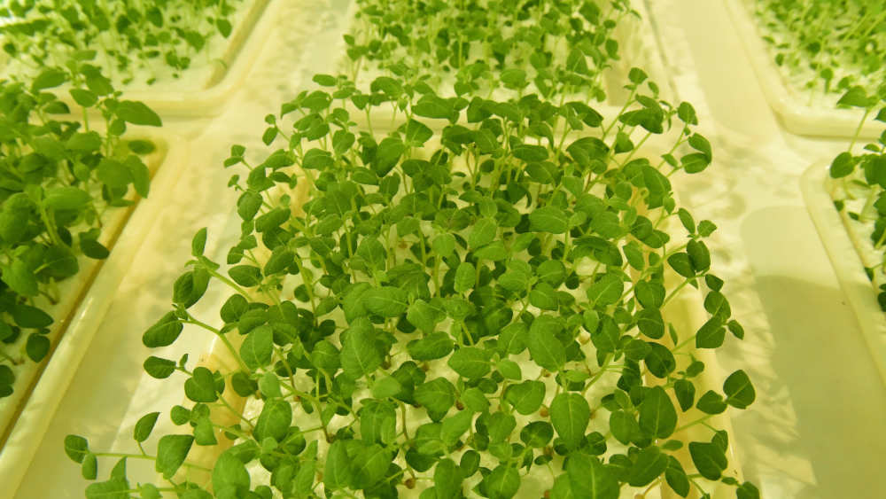 Hier ein Beispiel für erdlosen Gemüseanbau (Symbolbild)