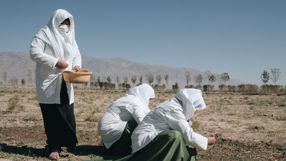 Afghaninnen arbeiten auf einem Safranfeld (2021)