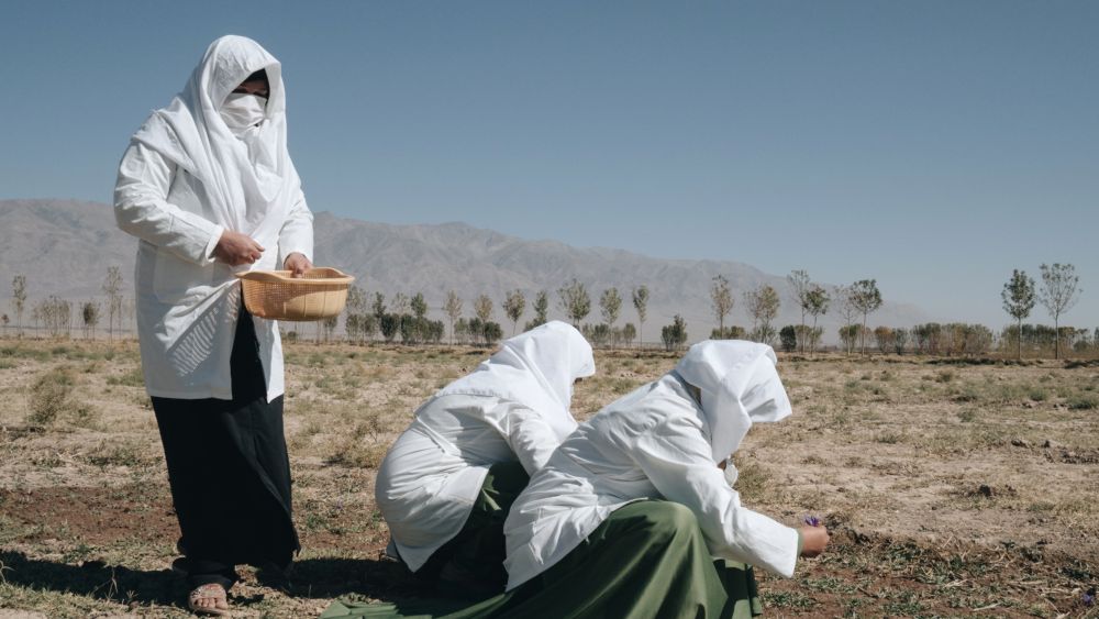 Auf einem dürren Feld arbeiten 3 Frauen mit weißen Kopftüchern.