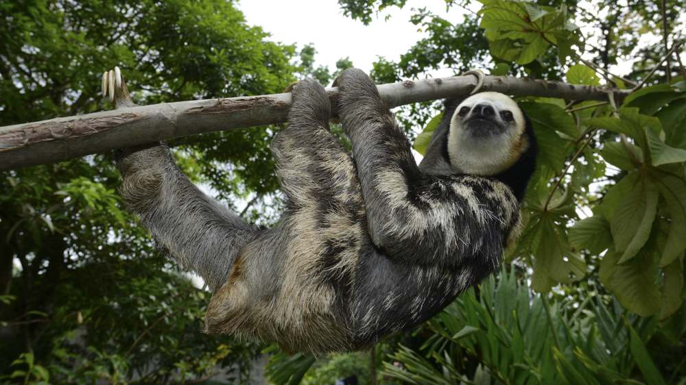 Ein Weißkehl-Faultier hängt an einem Baum im guyanischen Teil des Amazonas