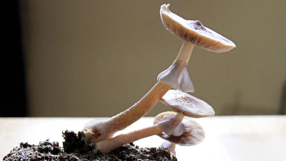 Magic Mushrooms wachsen in einem Cluster bereit zum Pflücken