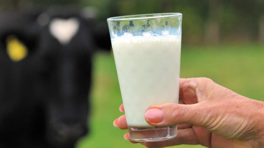 Image - Überzüchtete Turbokühe: Greenpeace will mehr Milchkühe auf der Weide