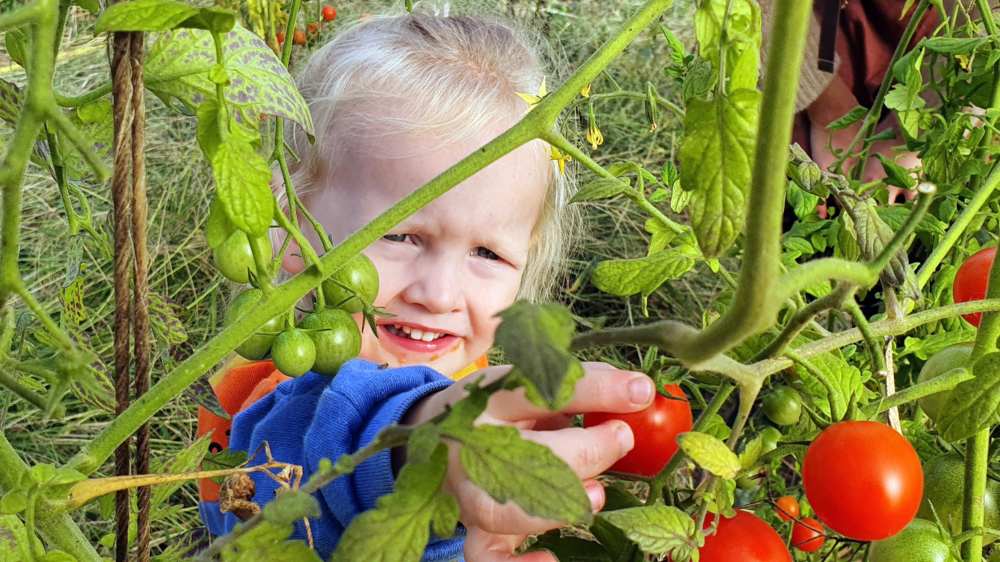 Ein Kind greif nach einer Tomate an einem Strauch.