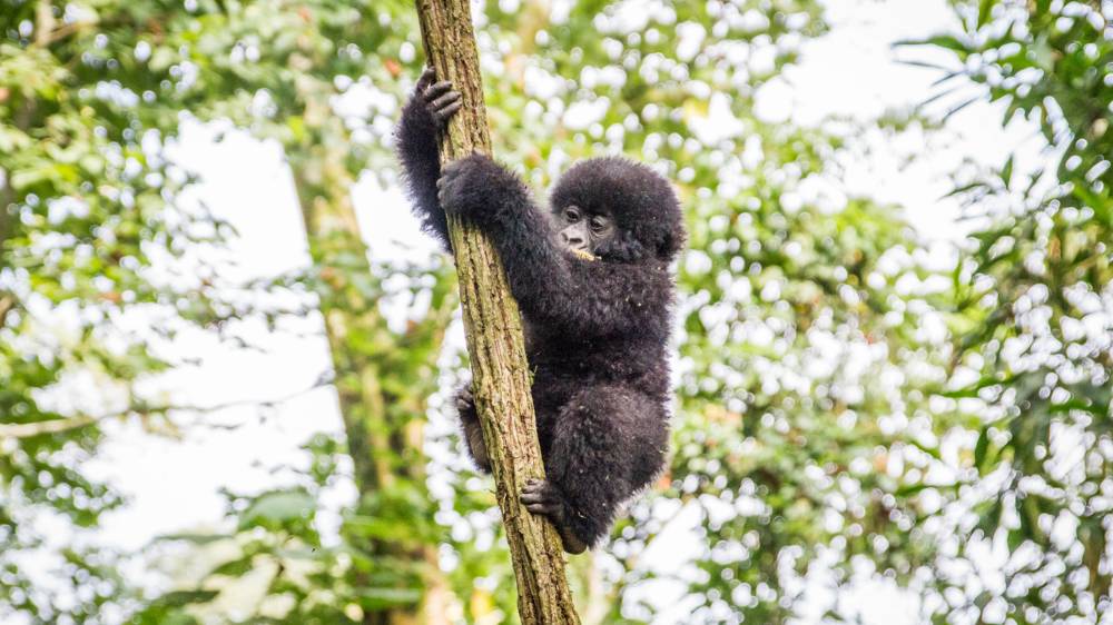 Vom Aussterben bedroht – ein Baby-Berggorilla im Virunga Nationalpark im Kongo