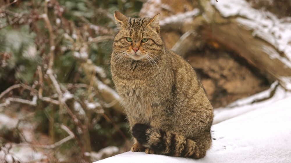 Eine der letzten ihrer Art – eine Wildkatze in einem deutschen Wald