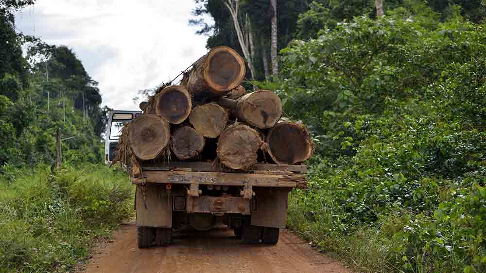 Im Amazonas werden große Mengen Bäume abgeholzt – immer noch