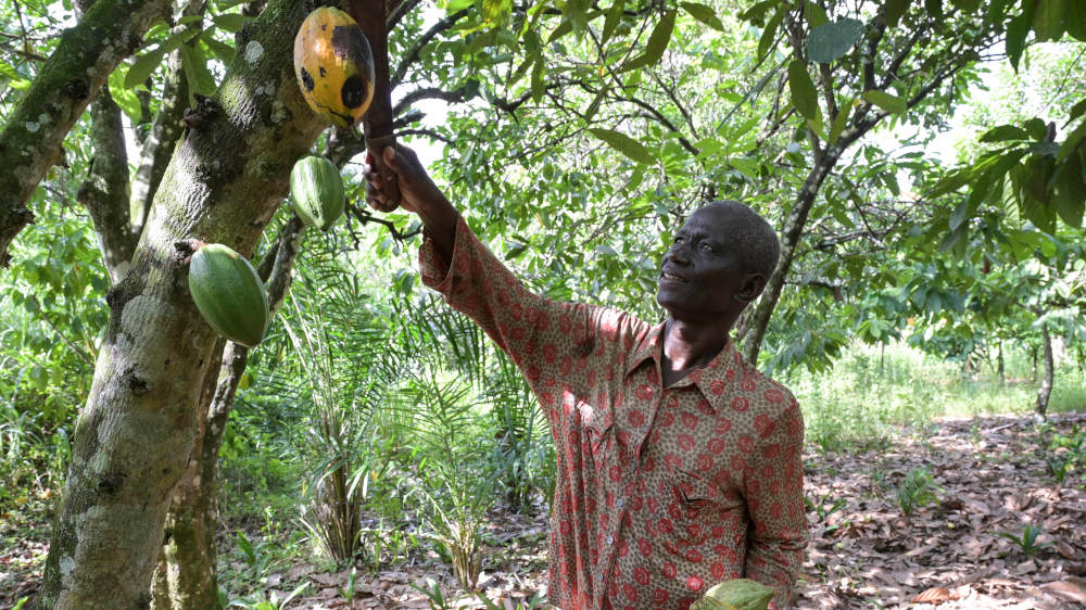 Der Kakaoabsatz aus fairem Handel ist gestiegen